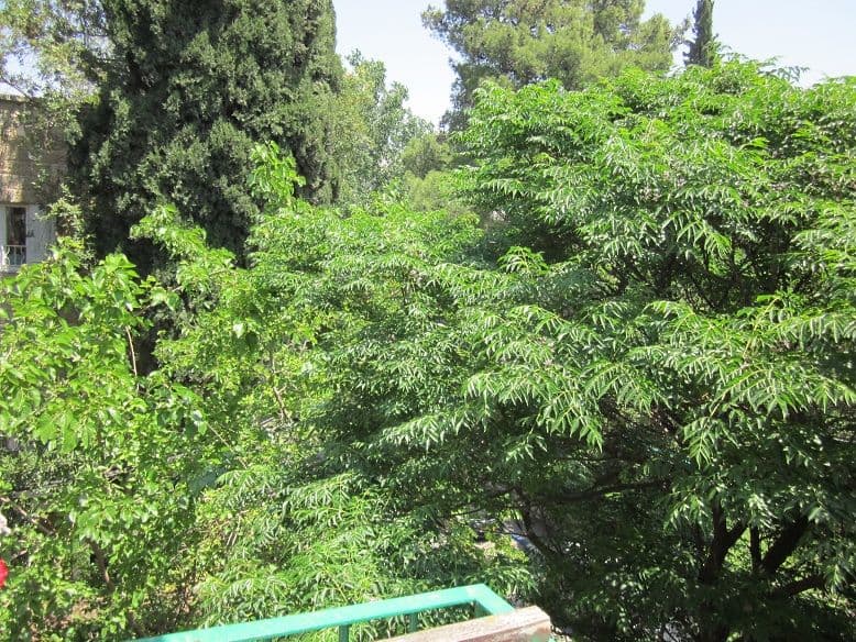 דירה 4 חדרים, תמונה 5