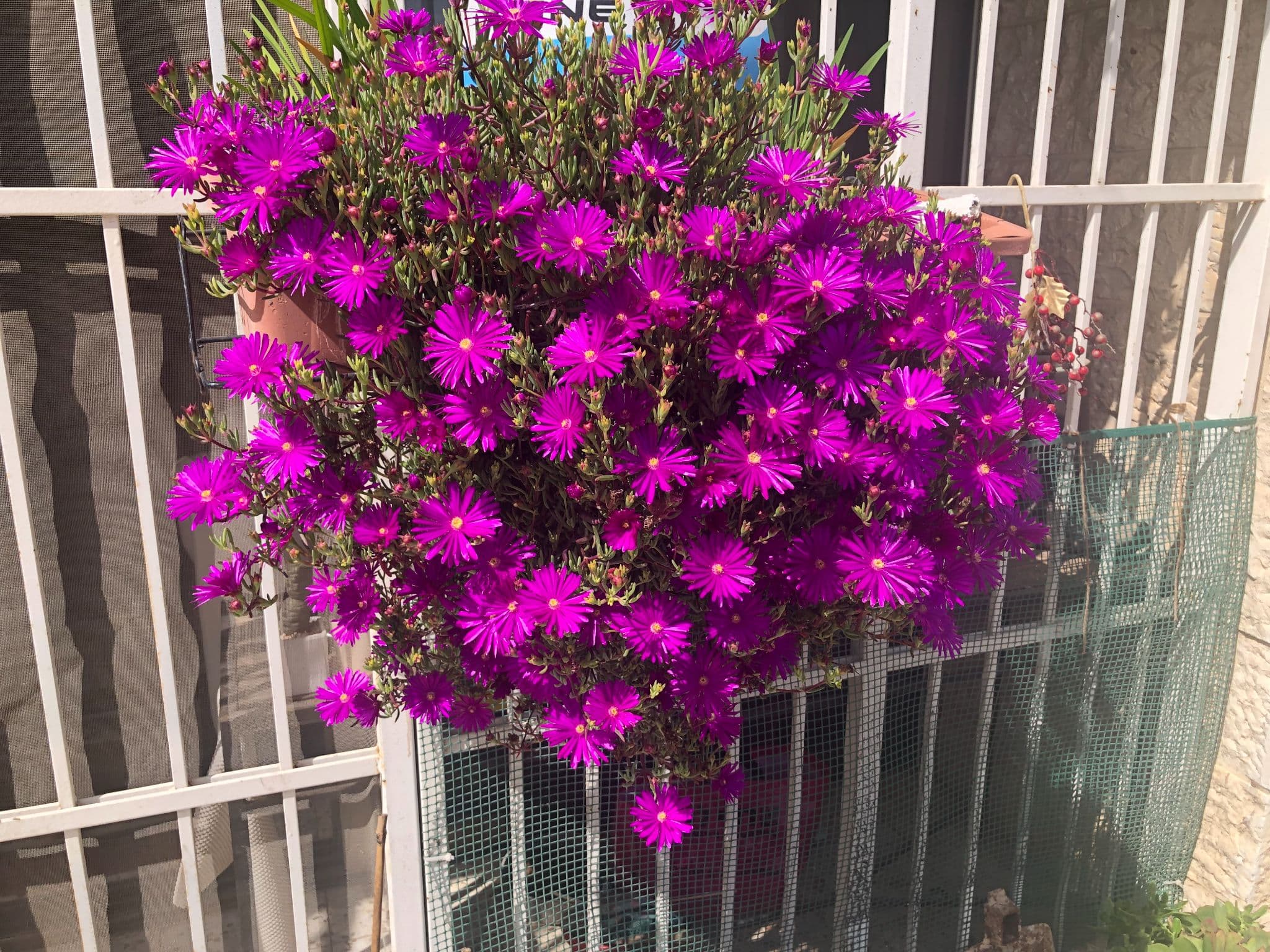 קוטג' 5.5 חדרים, תמונה 2