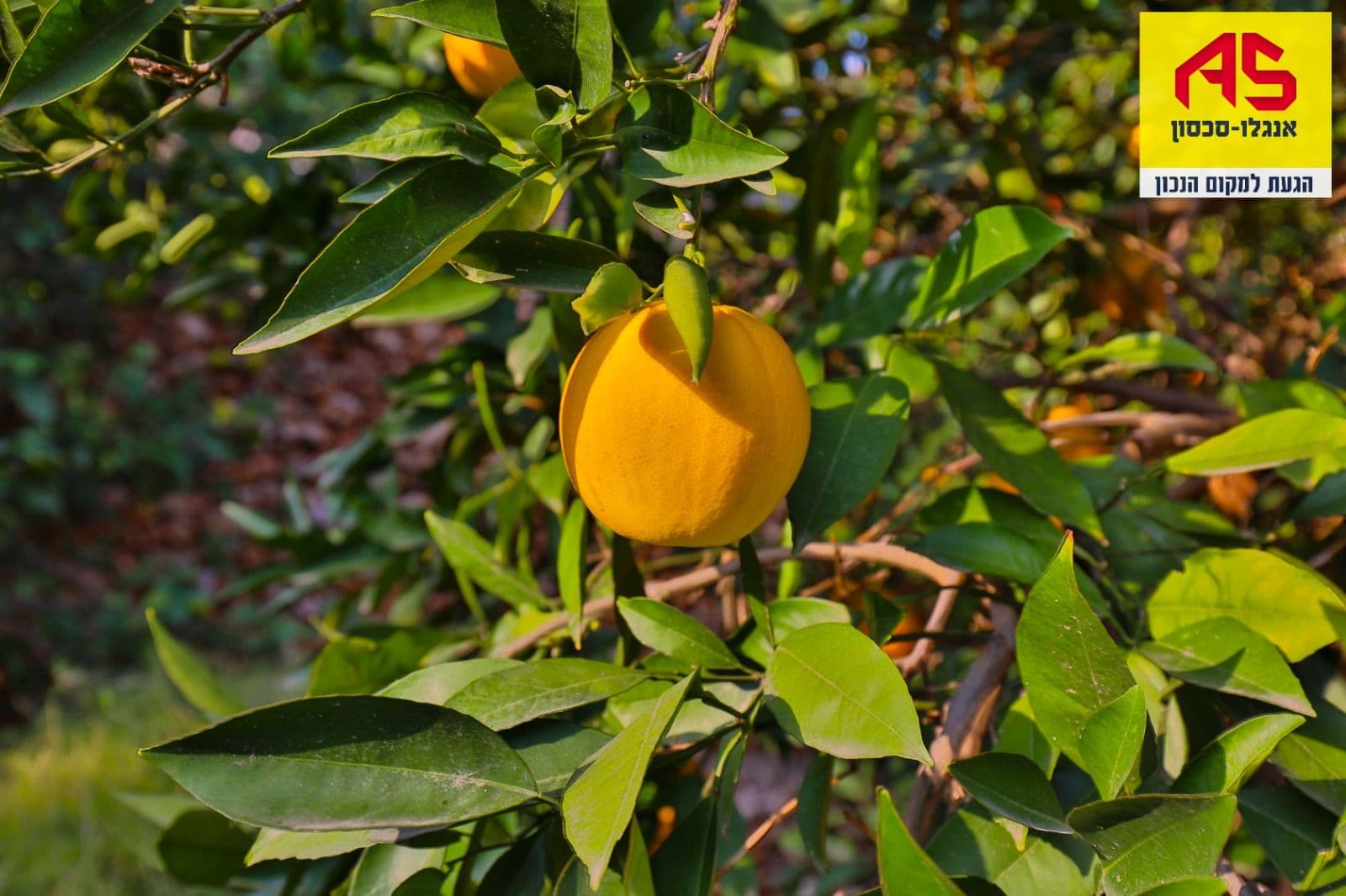 קוטג', תמונה 3